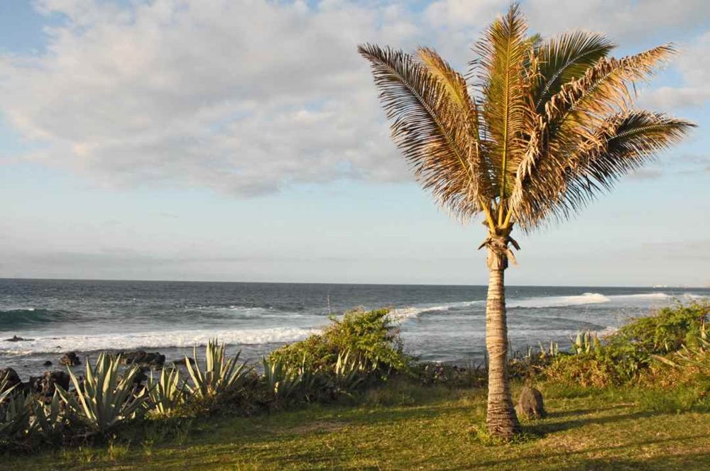 Article Orígenes de Borbón Arábica