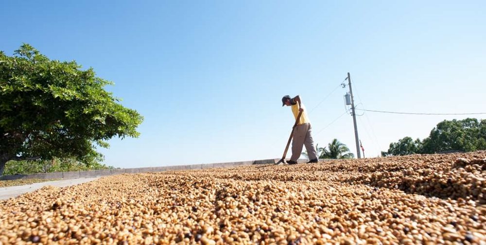 Article Coffee processing techniques