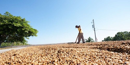 Article Coffee processing techniques
